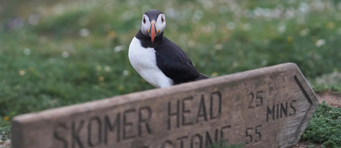 Skomer Island - Join us in June 2025