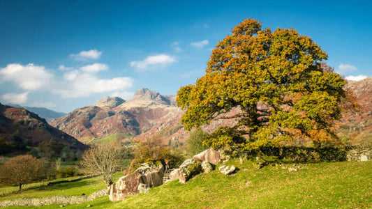 Langdale Skyline Walks