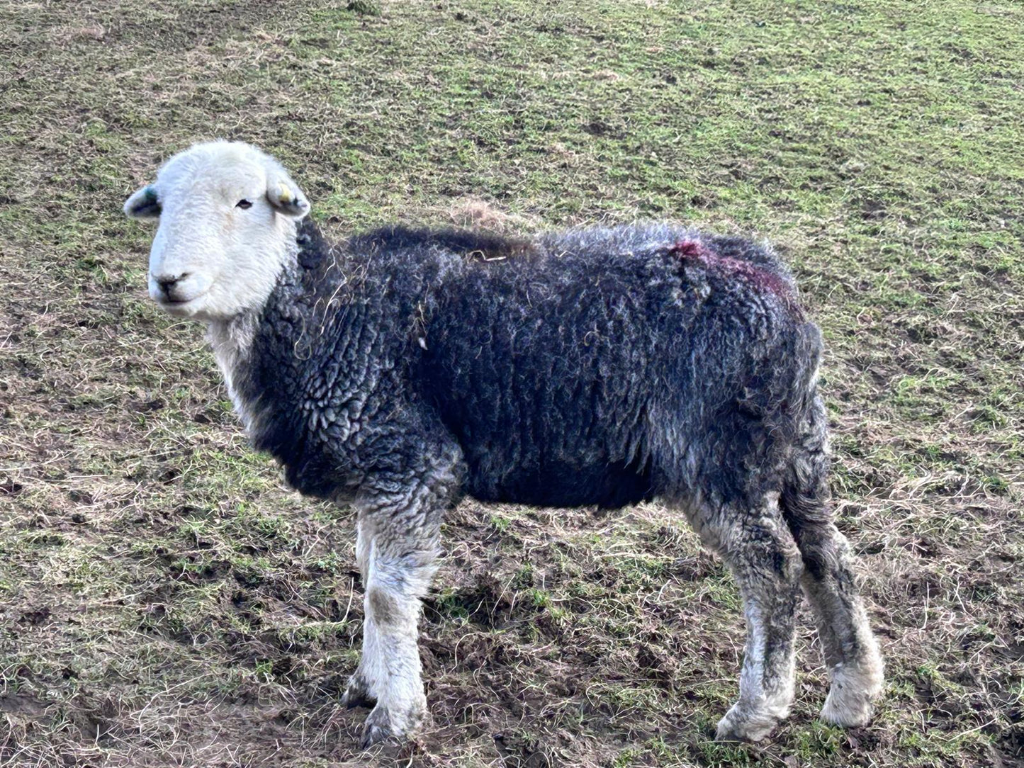 Borrowdale and Buttermere Easy Walks