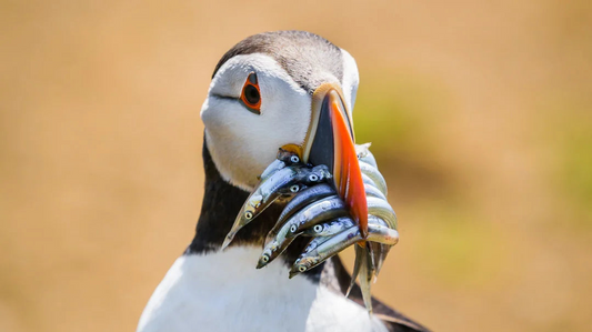 Pembrokeshire Coast & Skomer Island